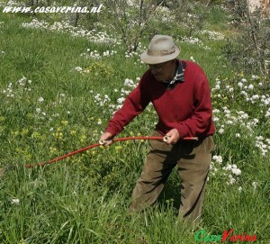 nonno-mimittu